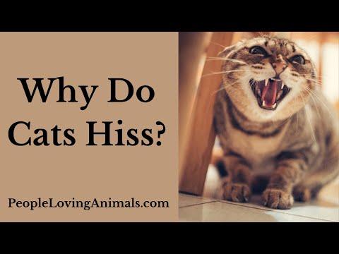 Why Do Cats Hiss?  At People, At Each Other