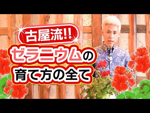 ゼラニウムをいつ地面に植えるのですか？どこに表示するのですか?それらを維持するにはどうすればよいでしょうか?  庭園