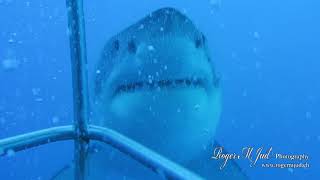 preview picture of video 'Great White Shark trying to kiss me'