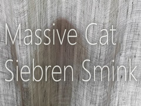 Massive Cat - Siebren Smink (Official Music Video)