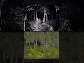 Giant Spiders In The Congo J Ba Fofi VHS Analog Horror Making Of Analoghorror