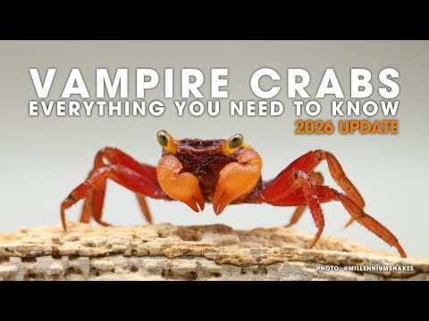 Vampire Crab Geosesarma everything you need to know