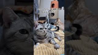 ニューでかベッド　#猫のいる暮らし #犬のいる暮らし