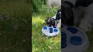 Aktivní hra pro malé psy Dog Activity FLIP & FUN 23cm