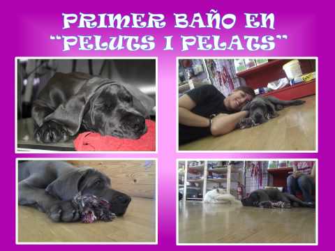 Kurt Cobain de Casa Alania "Blau"