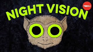 How do animals see in the dark? – Anna Stöckl