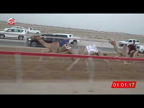 ش 2 (شاهين) لـ عبيد سلطان بن عبيد السبوسي 3:03 ، شارة صندوق الحلفه 2026/08/25 فطامين سويحان