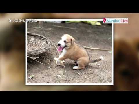 'ऑल थिंग्स ब्राइट अँड ब्युटीफुल'