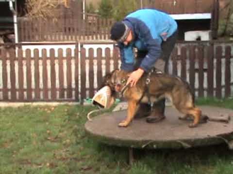 Nike z údolí Úpy (Xoltan von Peroh x Honey z údolí Úpy) - obrana  ve věku 11 měsíců