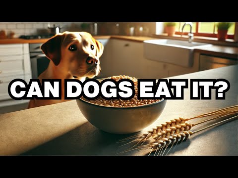 Can Dogs Eat Wheat? Explained