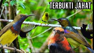 Download lagu THE MOST POWERFUL VOICE OF LITTLE BIRDS mp3