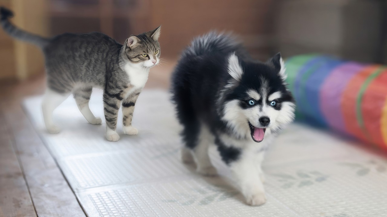Husky Teaches Pomsky Puppy to Play Like a Grown-Up! Kitten Defends His Territory