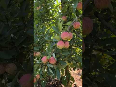 Visitando um pomar na Capital Nacional da Maçã 🍎 Fraiburgo, Santa Catarina #turismorural #viagens