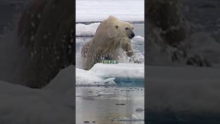 Joe Rogan's Most Scary Polar Bear Story
