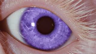 💎 Purple Eyes 💎  | Forced Subliminal