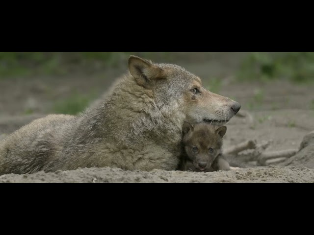 WOLF, vanaf 15 september 2022 in de bioscoop en filmtheaters