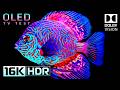 MIND-BLOWING HDR PERFORMANCE | DOLBY VISION 16K VIDEO ULTRA  ..