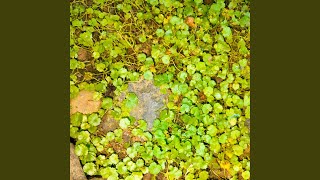 Download lagu luka lamaku mp3 Download lagu luka lamaku mp3