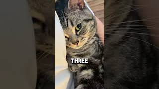 Download lagu #cats #cat mp3