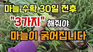 마늘수확 30일 전후 해야할일 3가지 이렇게 해야 마늘이 굵어집니다 마늘쫑 뽑는방법 마늘병해충