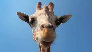 Amanda feat. Sido - Blau [HebaBeats Remix]