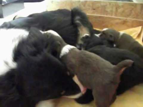 comment ouvrir les yeux d'un chiot