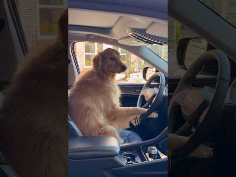 My dog became an Uber driver!