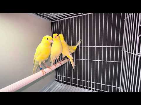 Irish fancy canaries