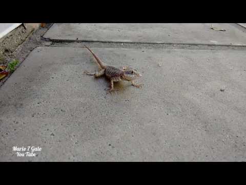 LAGARTIXA DOMESTICADA? ISSO VC NUNCA VIU!
