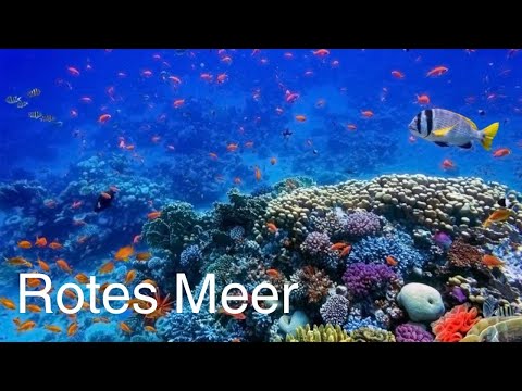 Rotes Meer | HD | Dokumentarfilm
