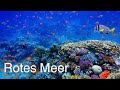 Rotes Meer HD Dokumentarfilm