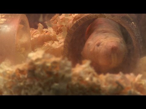 Top 5 Superorganisms