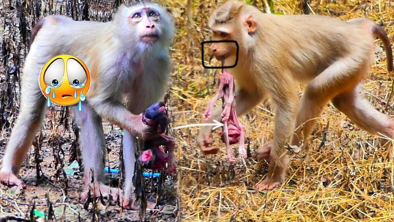 O.MG😭Update…New Mom carrying p.a.s.s.e.d😭a.w.a.y💔M.i.s.c.a.r.r.i.a.g.e Newborn baby monkey with love