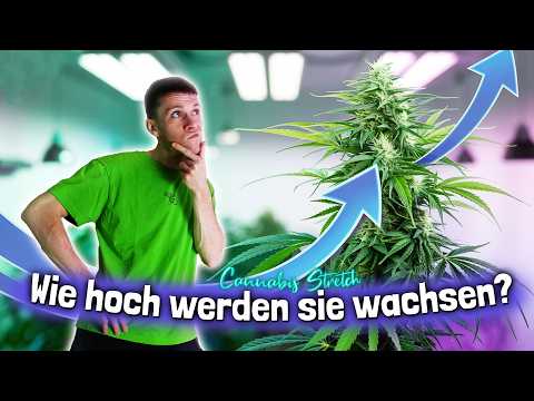 So läuft der Blüte-Stretch bei unserer Sugar Bomb Punch & Glueberry OG