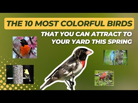 10 Most Colorful Birds You Can Attract to Your Backyard This Spring!