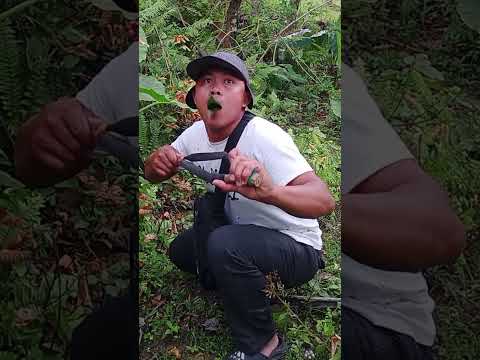 Entertainment #mrbertingmixtv #birds