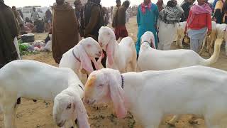 Bakra mandi mohammad por ka wezait masha allah .10.12.2018.03368056786.03167478083.👍