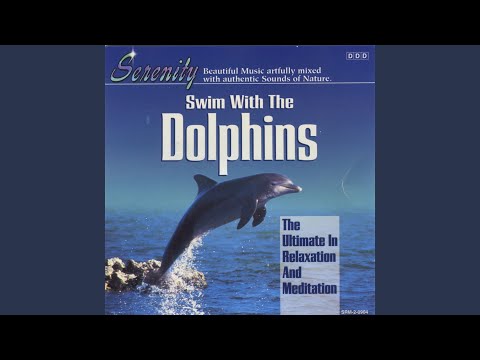 Swim with the Dolphins