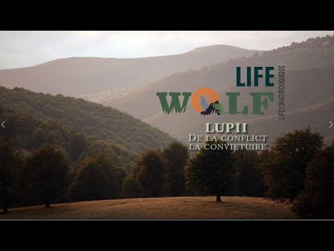 Farkasok - A konfliktustól az együttélésig