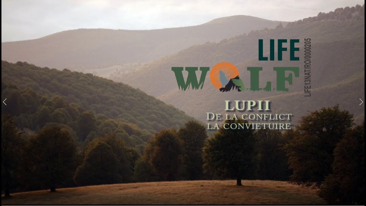 Farkasok – a konfliktustól az együttélésig