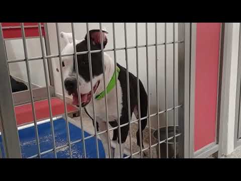 Magpie 1y A857704 Boomer-back 6y A848329 kennel 124 PACC shelter 619