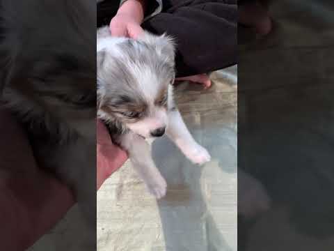 Introducing Little Luna