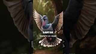Download lagu Merpati namaqua#hewan #burung #terbang mp3 Download lagu Merpati namaqua#hewan #burung #terbang mp3