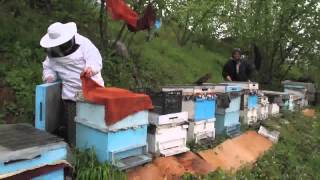 YIĞILCA KAYMAKAMLIĞI   Yığılca Balı