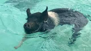 preview picture of video 'Pig Beach Exuma Bahamas - Call 443-703-6600 to book!'