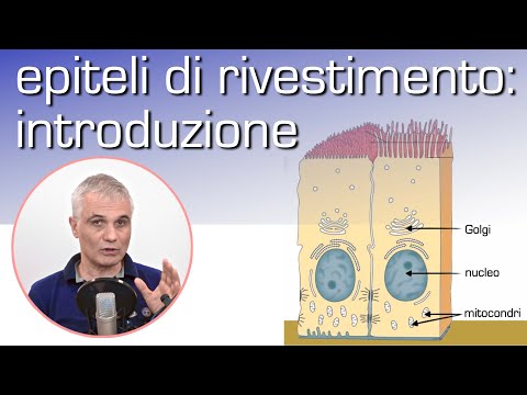 Epiteli di rivestimento: introduzione
