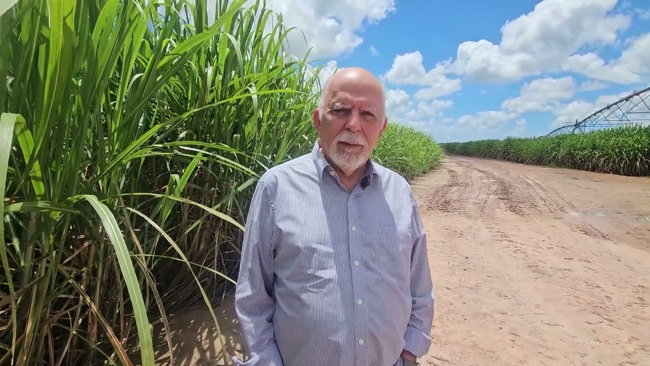 Cerca de 80% das áreas da Usina Porto Rico, em Alagoas recebem algum tipo de irrigação