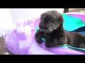 Rescued Otter Sea Lebrates His Birthday