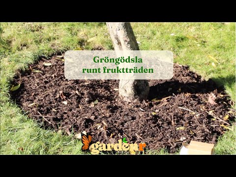 Green manure around fruit trees - Gardenhacks by GardenR