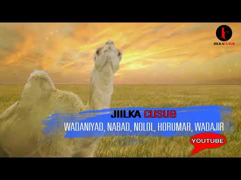 Muuqaal yaab leh oo qiiro iyo wadaniyad xambaarsan - Arligeygow - Somalia - Heeso  qiiro leh